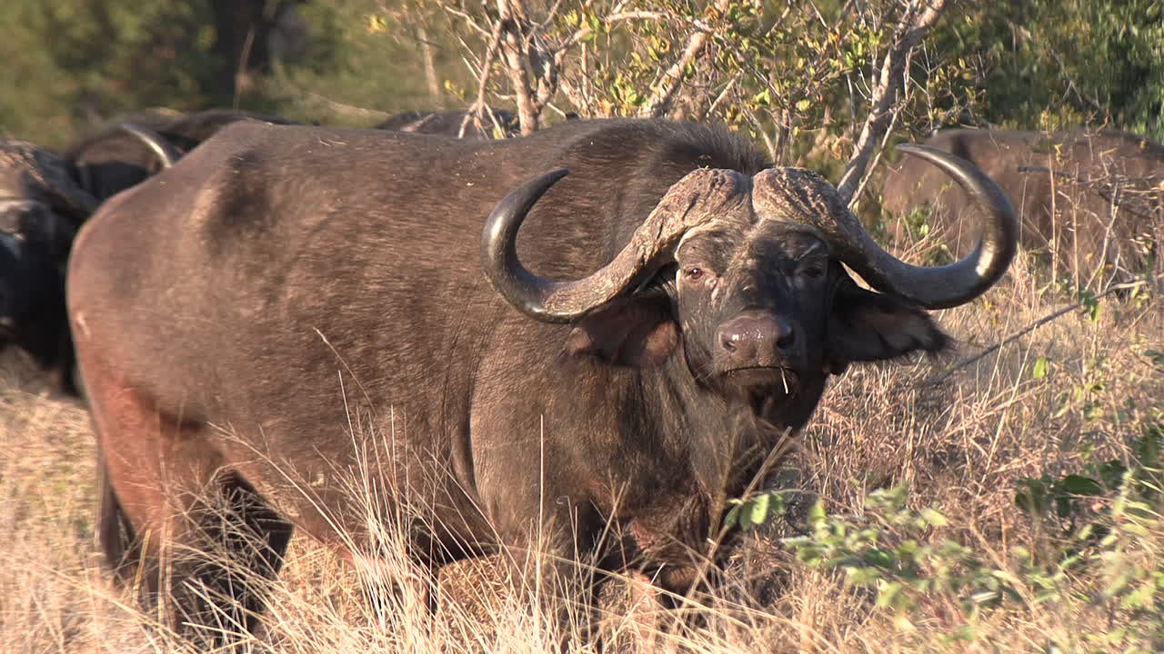 pov: el búfalo africano salvaje te mira fijamente, desafiándote a hacer tu movimiento
