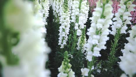 close-up high angle view of white snapdragon or antirrhinum flower field