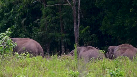 Los-Elefantes-Asiáticos-Son-Especies-En-Peligro-De-Extinción-Y-También-Son-Residentes-De-Tailandia