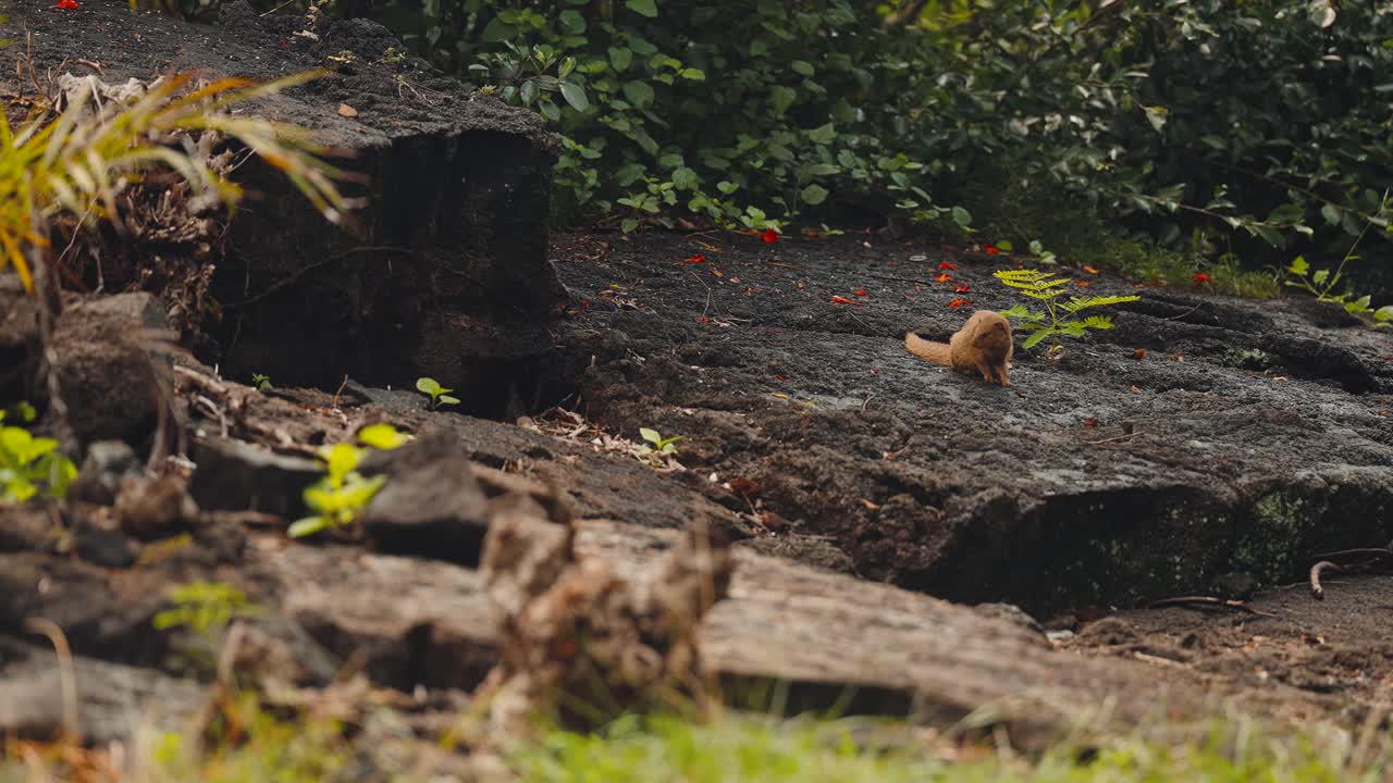 Mongoose runs swiftly up volcanic basalt rocky terrain in slow motion, static telephoto