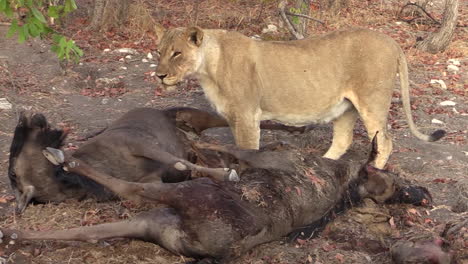 lioness panting ready to continue breaking up the carcasses of two freshly killed wildebeests, long shot