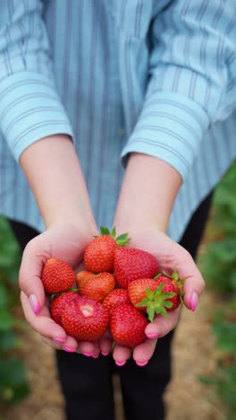 vertical close-up of a girl’s hands holding fresh, ripe strawberries