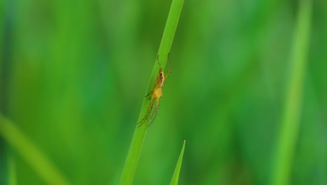 Araña-Tetragnatha-Extensa-Sobre-Hoja-De-Hierba-Exuberante,-Primer-Plano-Extremo