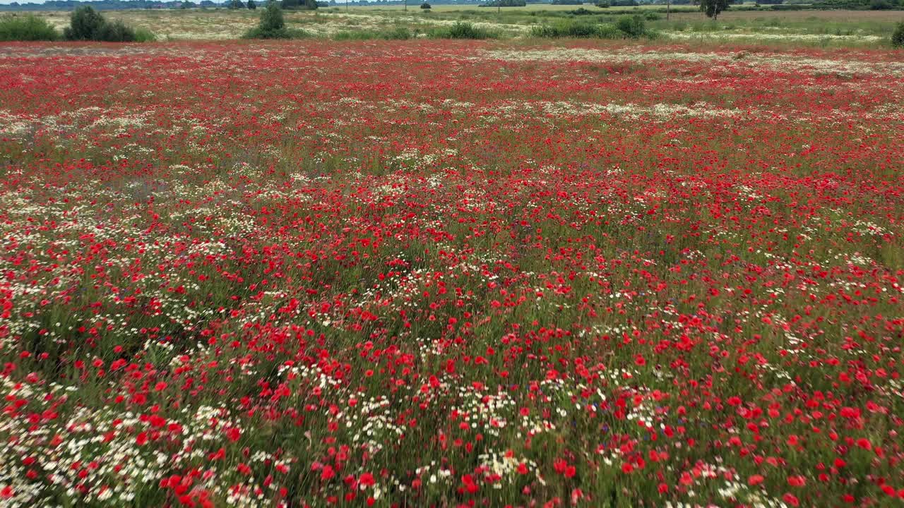 은 포피 와  꽃 이 있는 멋진  의 공중 풍경