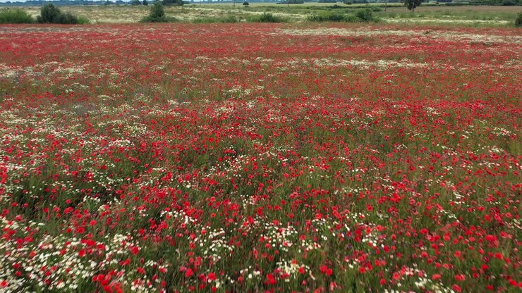 Aerial View of a Stunning Field of Red Poppies and White Flowers