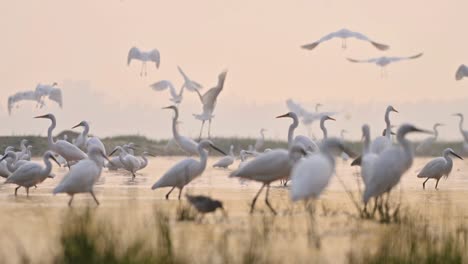 bandada de pájaros en la mañana - plano amplio de la naturaleza al amanecer del invierno