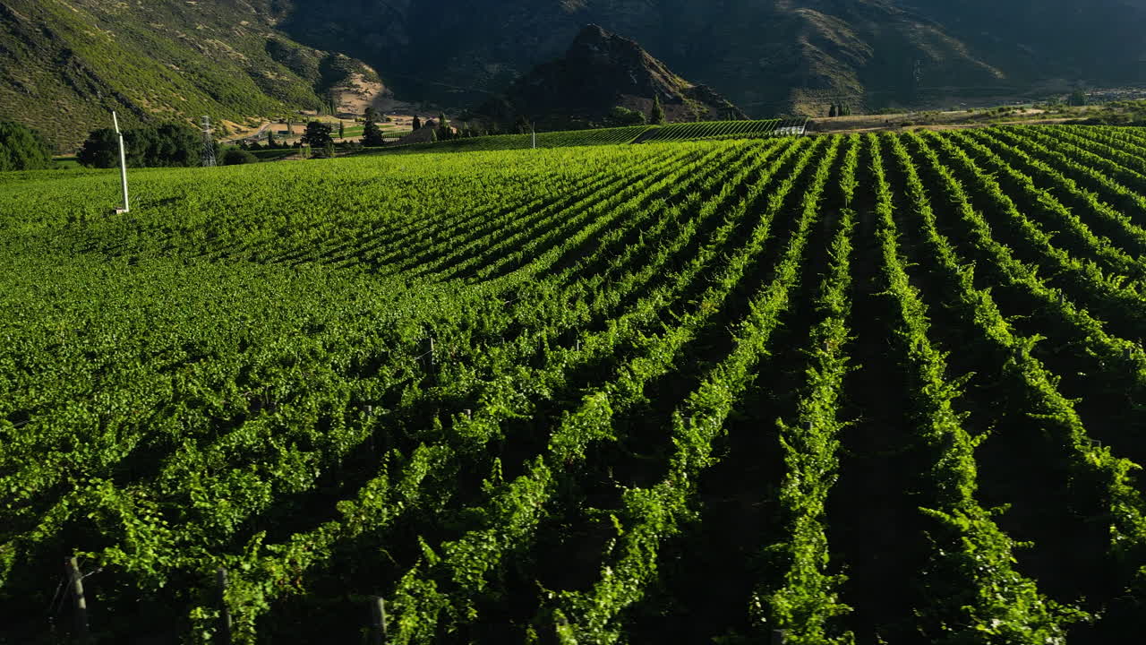 filas de vides verdes que crecen bajo la luz del sol de verano en el valle de gibbston, nueva zelanda