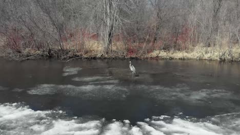 Video-Aéreo-De-Drones-Del-Lago-Susan-En-Chanhassen-Minnesota-De-Una-Gran-Garza-Azul-De-Pie-Sobre-Hielo-Parcialmente-Congelado