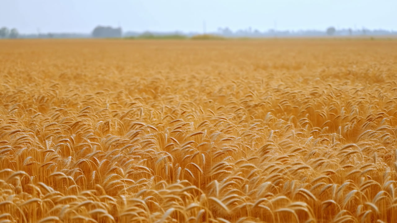 Golden Wheat Field Swaying In Breeze, Drone Glides Low Across Ripening Stalks Toward Distant Horizon, Amber