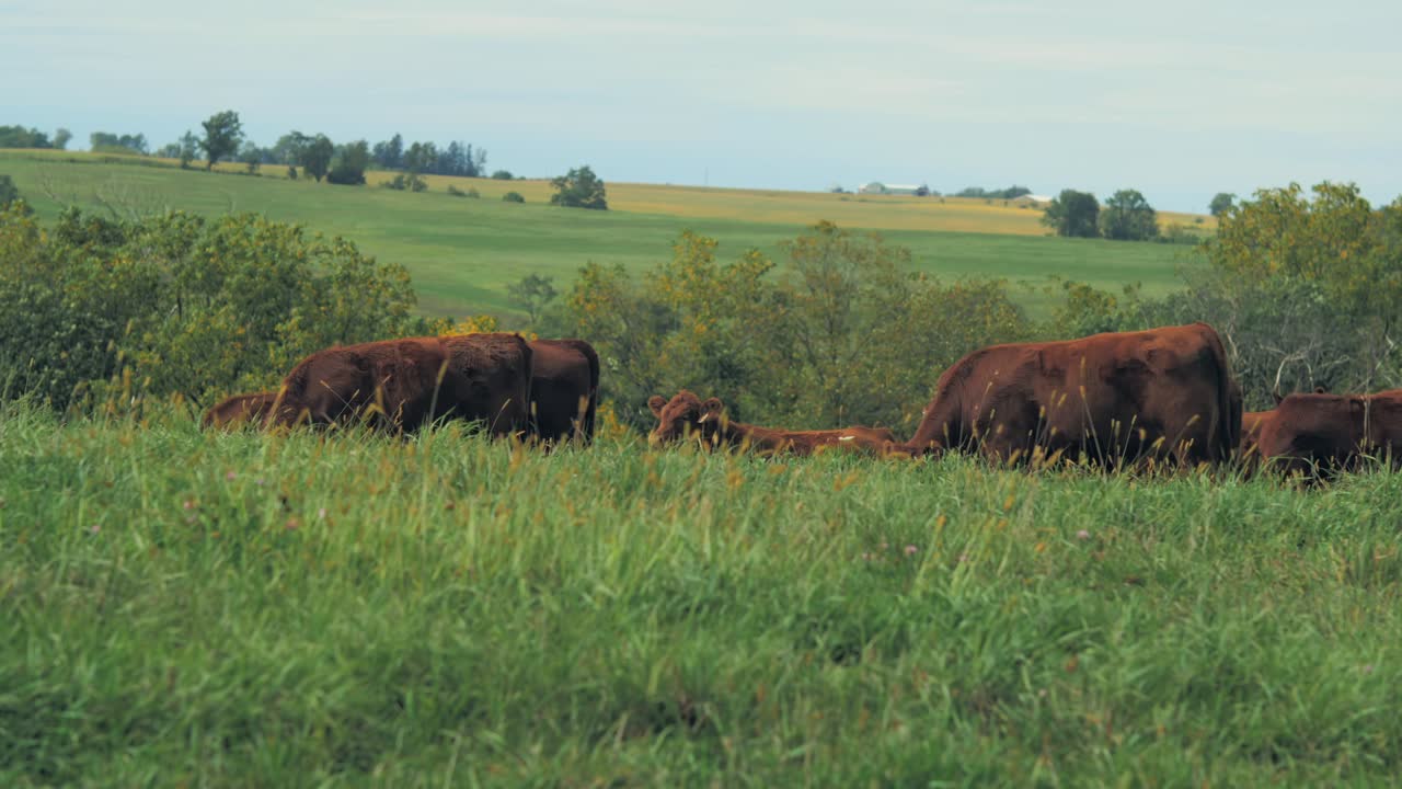 A wide shot of a herd of cows grazing in a lush green pasture under a clear sky, with rolling hills and trees in the background.