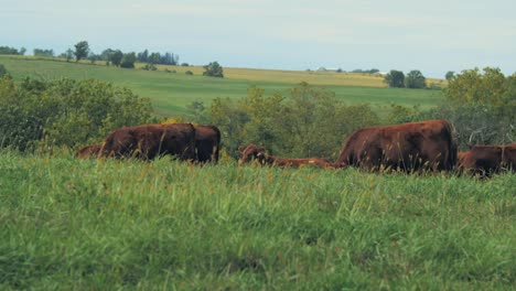 a wide shot of a herd of cows grazing in a lush green pasture under a clear sky, with rolling hills and trees in the background.