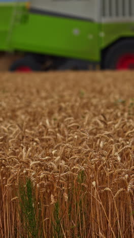 Field of ripe wheat on summer season. The right time to pick the crops. Green combine harvester working at the backdrop in blur. Vertical video