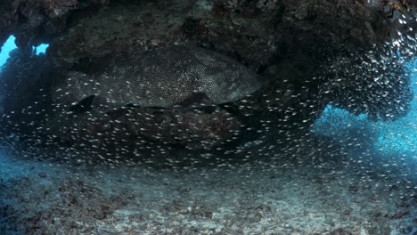 a large fish swims under a coral reef structure while covered in a school of shimmering fish