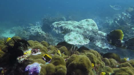 un wobbegong nadando