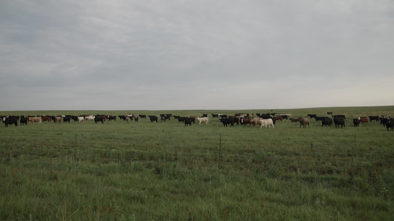 Ripresa al rallentatore di una mandria di mucche in lontananza nell'erba verde di un campo di prateria del Kansas.
