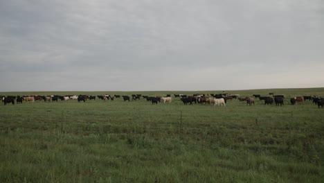 Slow-motion-shot-of-a-distant-herd-of-cows-in-the-green-grass-of-a-Kansas-prairie-field