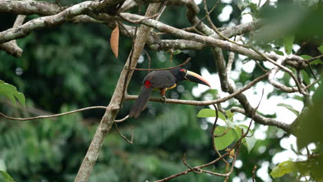 colorful toucan in natural rainforest habitat.