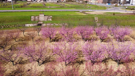 aerial view of cherry blossom trees
