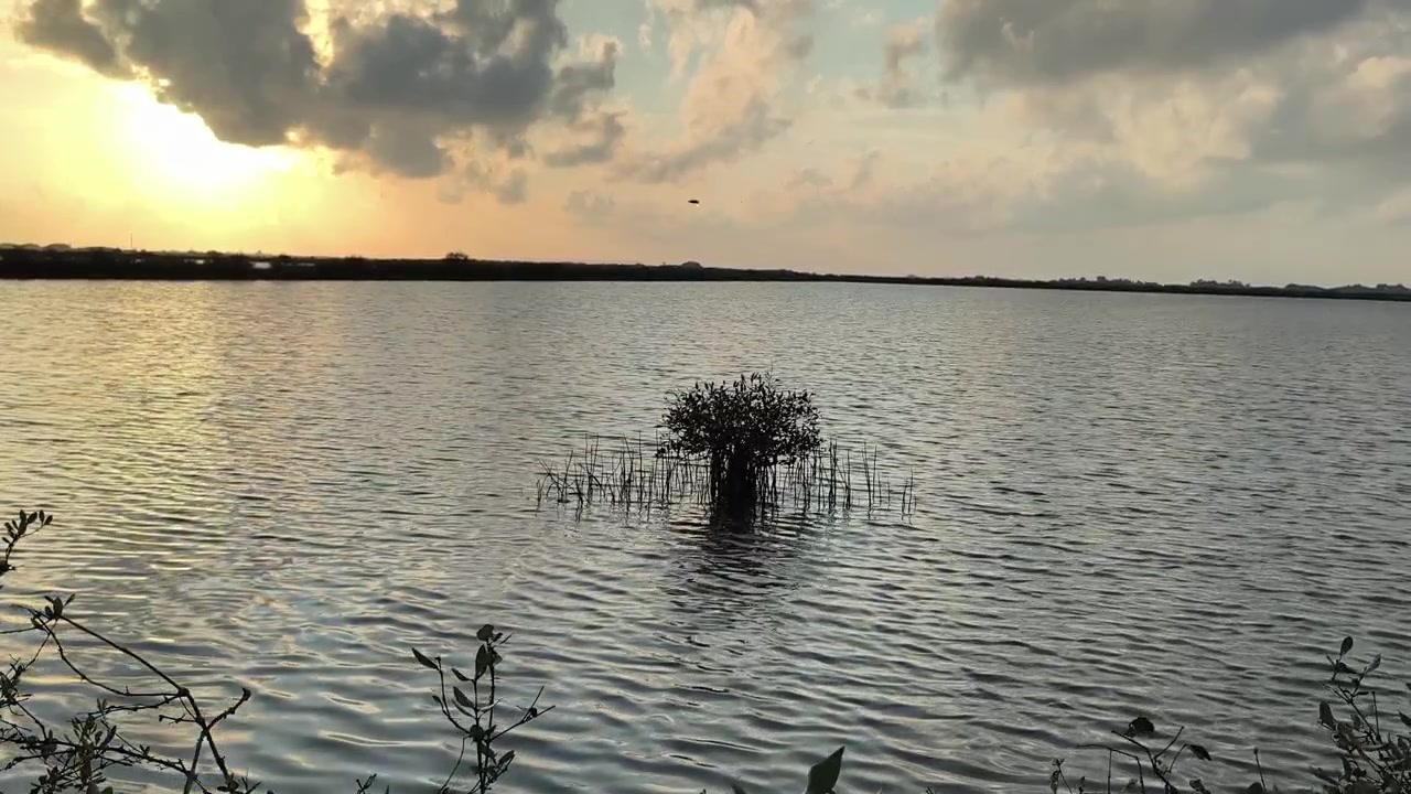 Piccolo albero di mangrovia in un lago calmo al tramonto