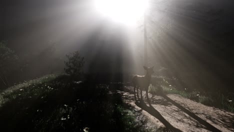 Hirschweibchen-Im-Wald-Im-Nebel