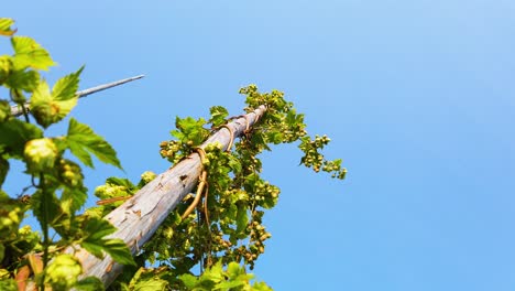 view from base of tall hops or humulus lupulus standing high against clear blue sky