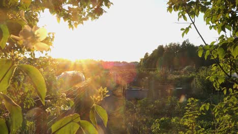 Spaziergang-Im-Garten-Bei-Sonnenuntergang,-Sonnenstrahlen-Zur-Goldenen-Stunde,-Standpunkt