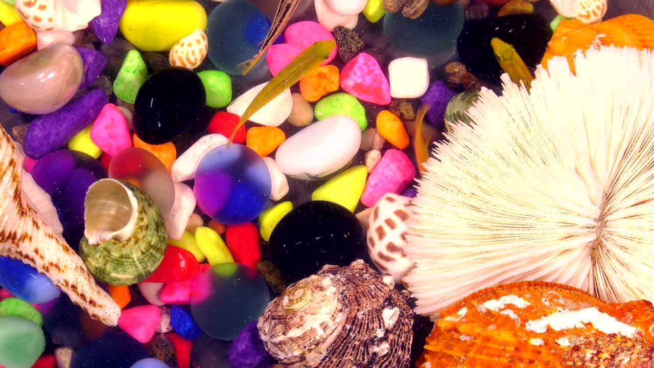 peces bajo el agua en un acuario colorido