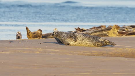 cute seal on beach, jumping and moving in golden hour sunlight