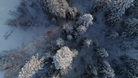 tree tops of snowcovered pine woods in the town of zakopane in south poland