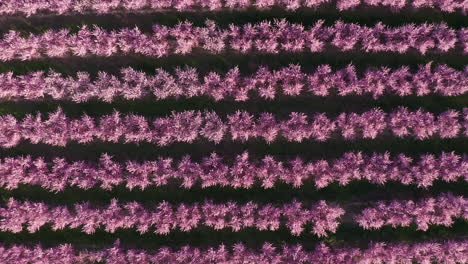 Row of pink trees in blossom almond or peach amazing aerial shot Spain Aragon