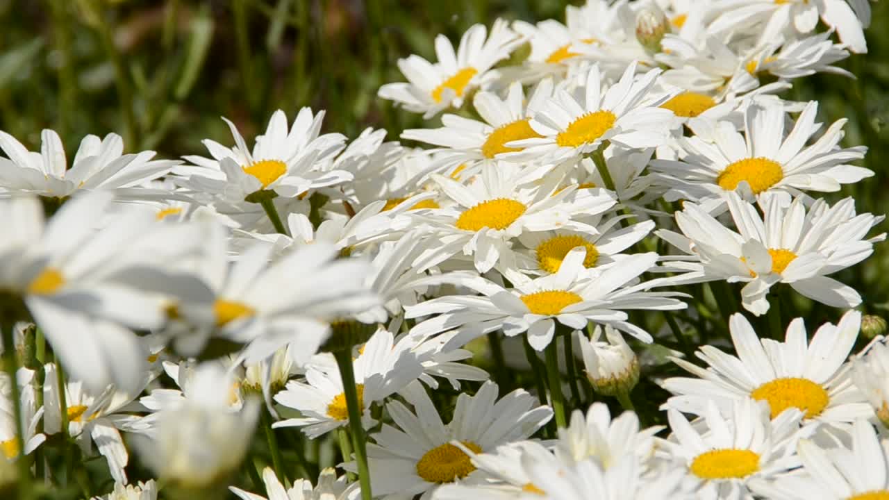 Fiore