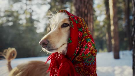 dog in a russian headscarf in a winter forest
