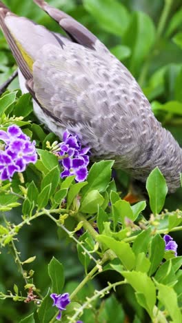 bird interacts with and feeds on garden flowers