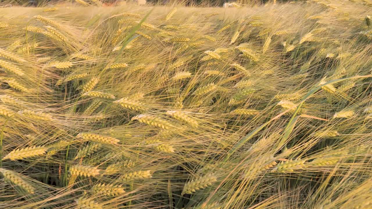 зрелая рожь качается на ветру при заходе солнца