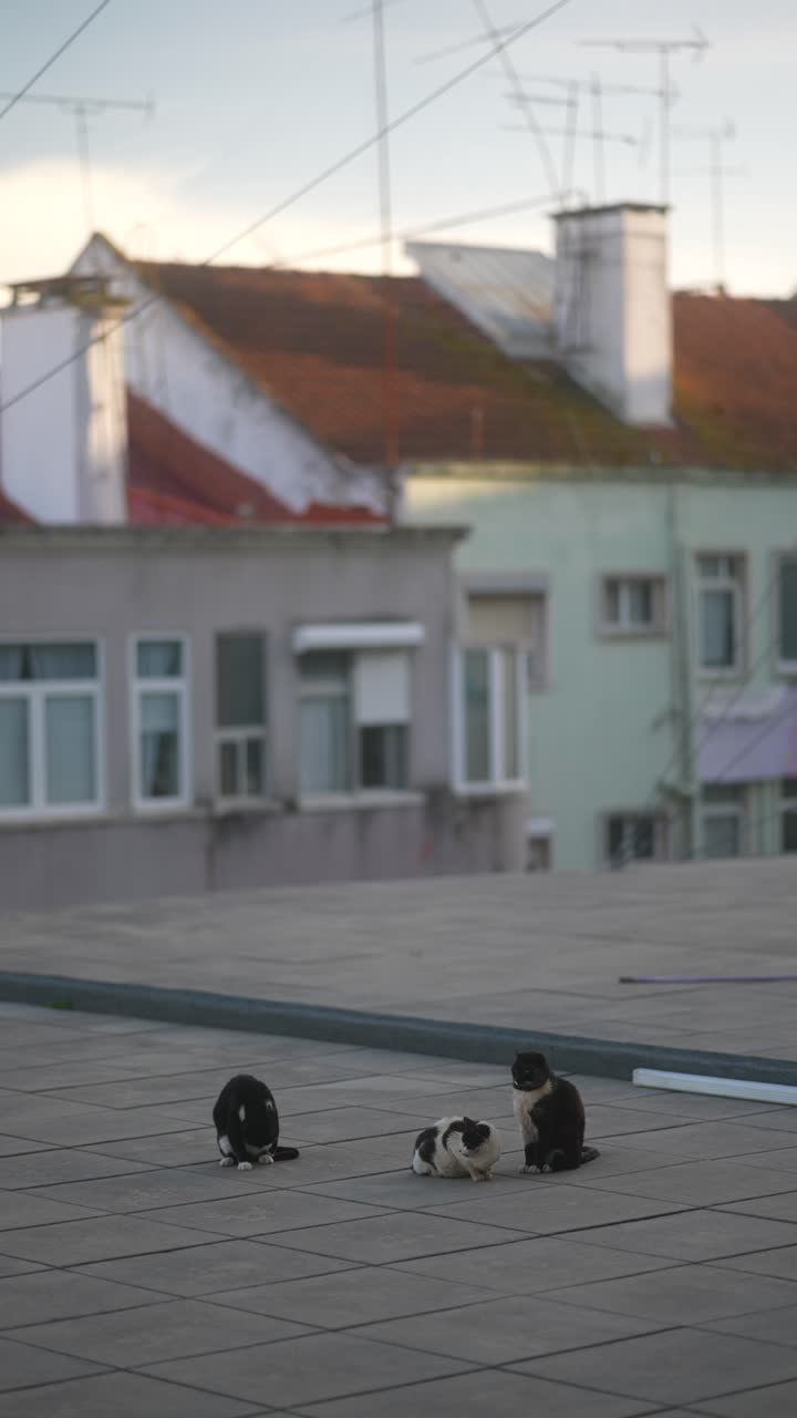 Cats on a Rooftop in a European City