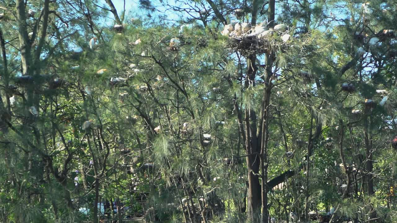 화창한 날 열대 나무에 둥지에 있는 1080 그룹의 흰색 따오기