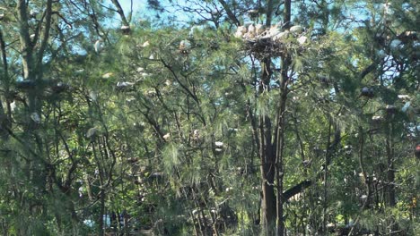1080 grupo de ibis blancos en un nido en un árbol tropical en un día soleado