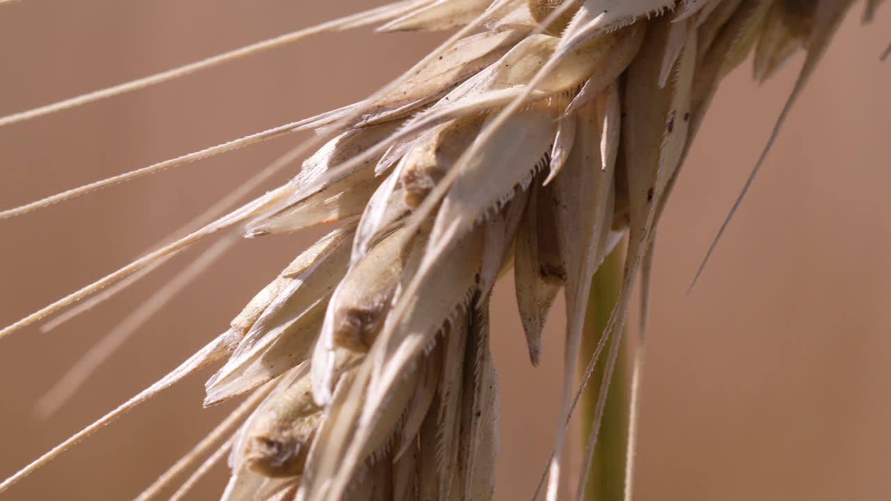 Close macro shot of wheat head with grains and husks, natural light, agriculture theme