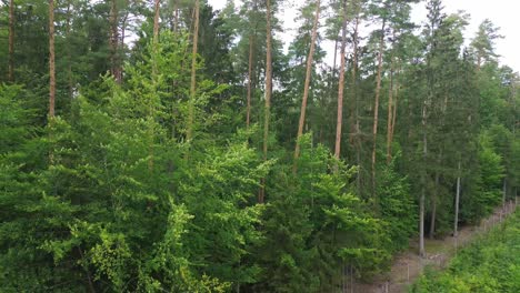 pine forest aerial fly above boom crane landscape