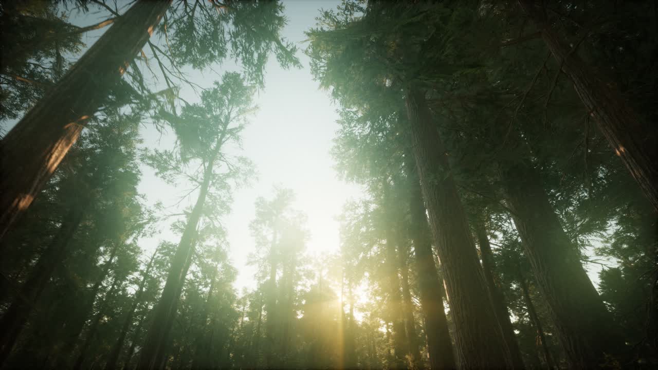 ⁇ 나무 숲 안개가 가득한 해가 지는 풍경