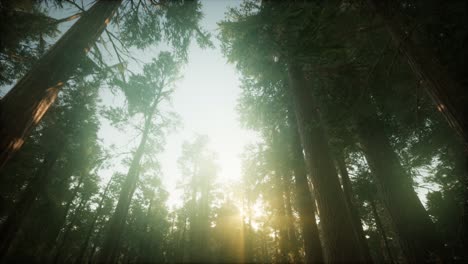 paisaje de puesta de sol brumosa del bosque de secuoya