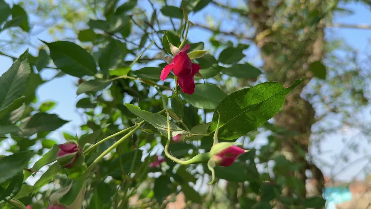 closeup shot of a buds of red roses