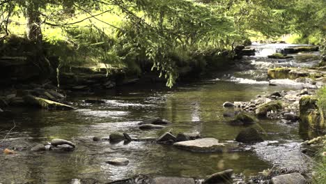 Ein-Friedlicher,-Langsam-Fließender-Bach-Mit-Klarem-Und-Flachem-Wasser