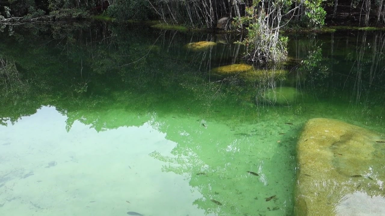 crystal clear waters with small fish inside untouched amazon rainforest, Brazil