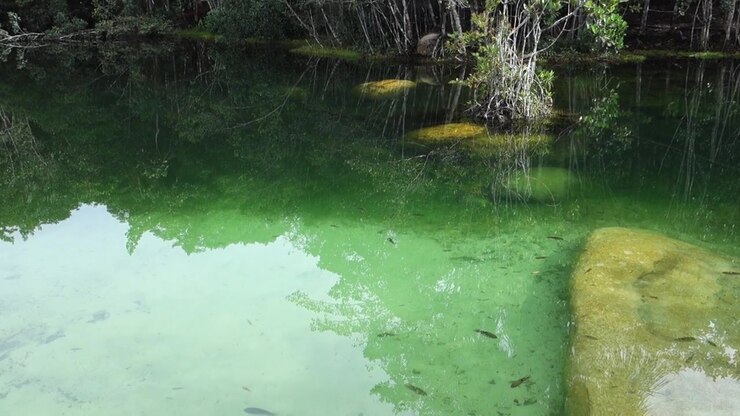 crystal clear waters with small fish inside untouched amazon rainforest, Brazil