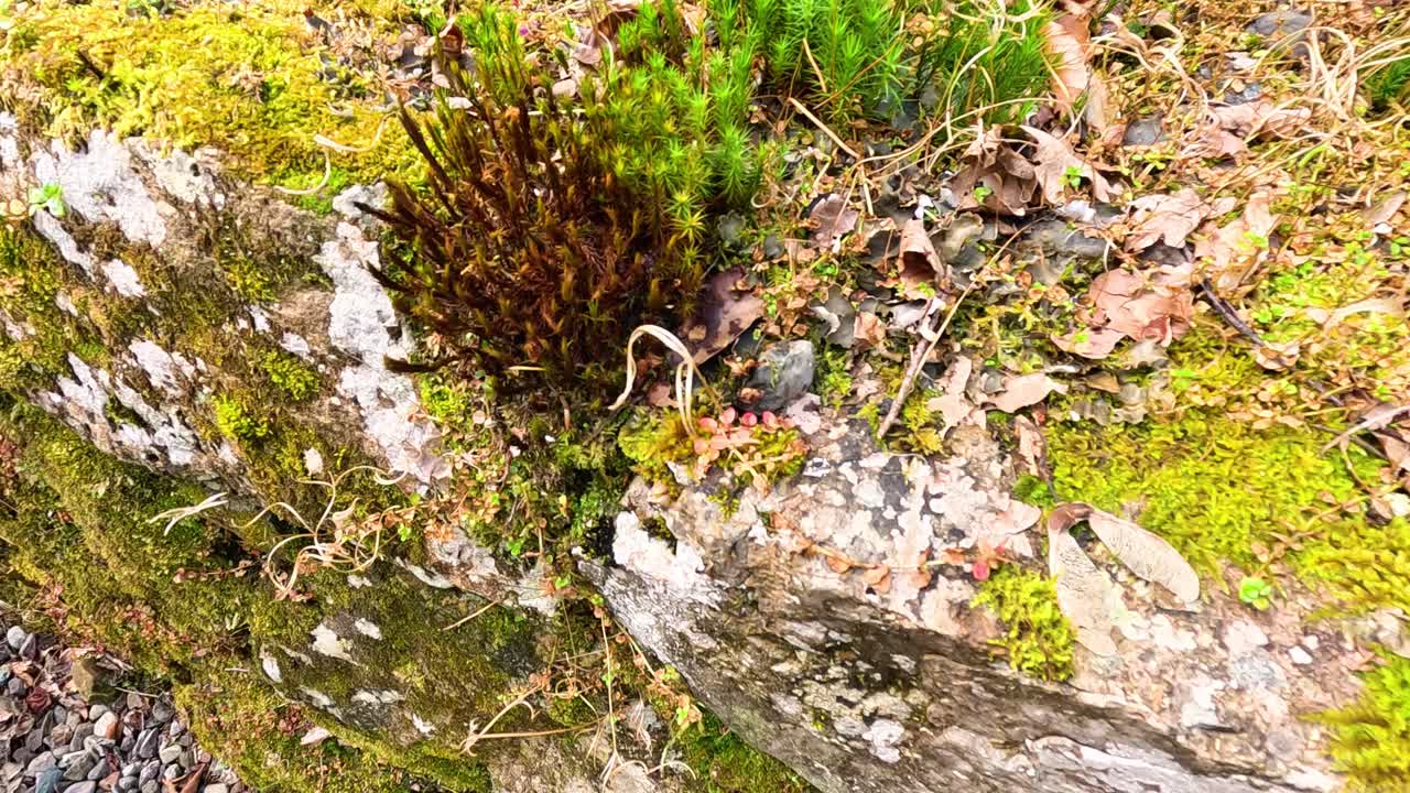 временный промежуток времени, когда мох расширяется по поверхности камня