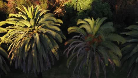 drone shot top-down view of multiple palm trees panning left during golden sunset hour in los angeles, california park