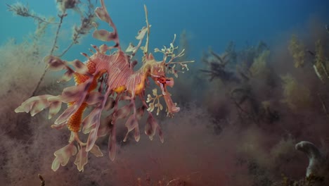 Dragón-De-Mar-Frondoso-Con-Huevos-4k-Cámara-Lenta-Sur-De-Australia