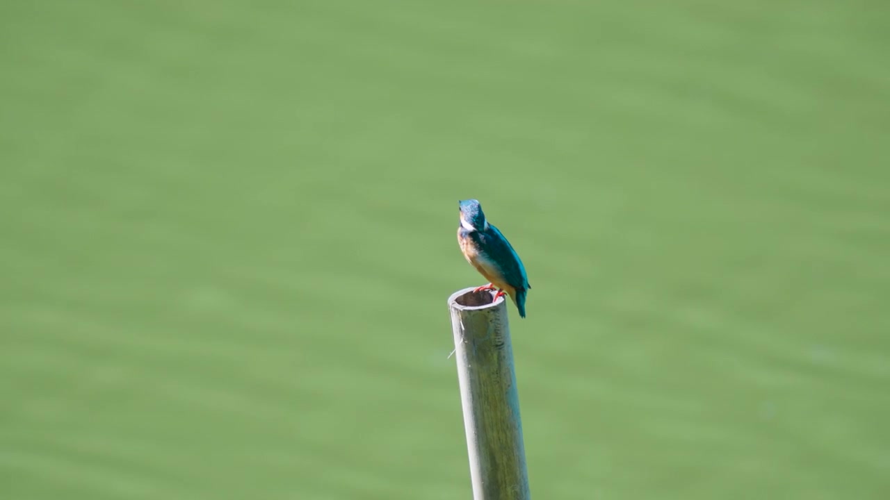 Un bellissimo martin pescatore comune con un piumaggio vibrante blu e arancione si posa su un palo di bambù sopra acqua verde calma, mostrando la fauna selvatica autentica.