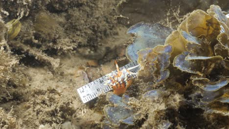 a citizen scientist uses a ruler to measure a vibrant sea slug on a night scuba dive for marine research